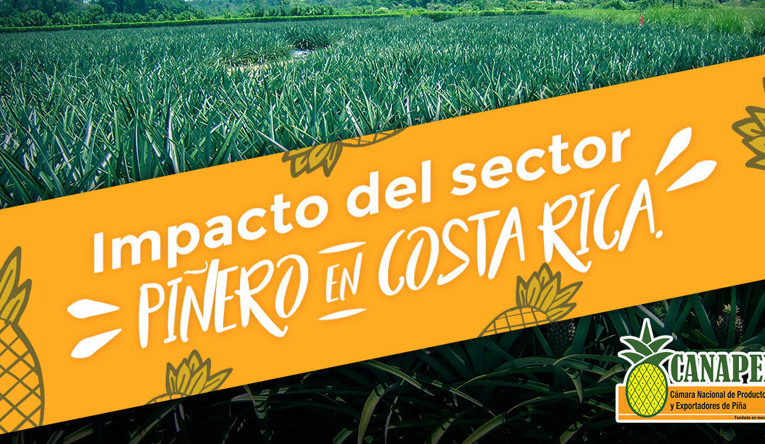 ¿Por qué la producción de  piña  en Costa Rica es un sector esencial para la economía?